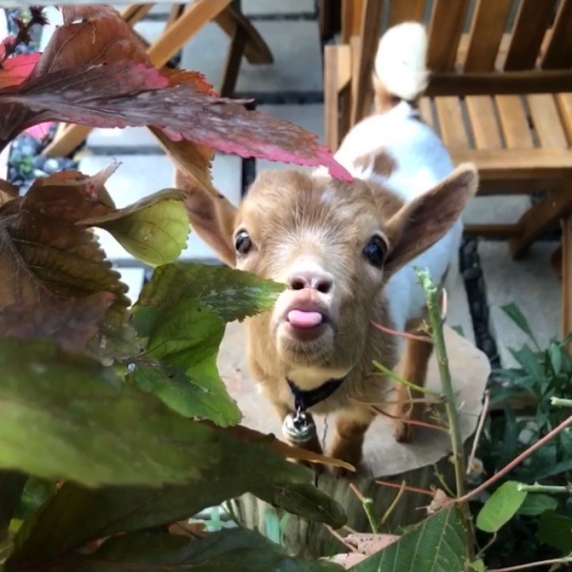 25 mullidas y lindas pruebas de que las cabras bebé pueden eclipsar a los gatitos y cachorros con su dulzura