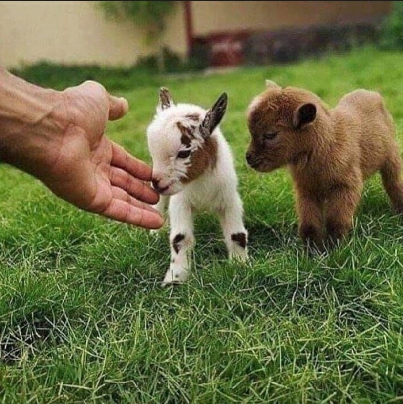 25 mullidas y lindas pruebas de que las cabras bebé pueden eclipsar a los gatitos y cachorros con su dulzura