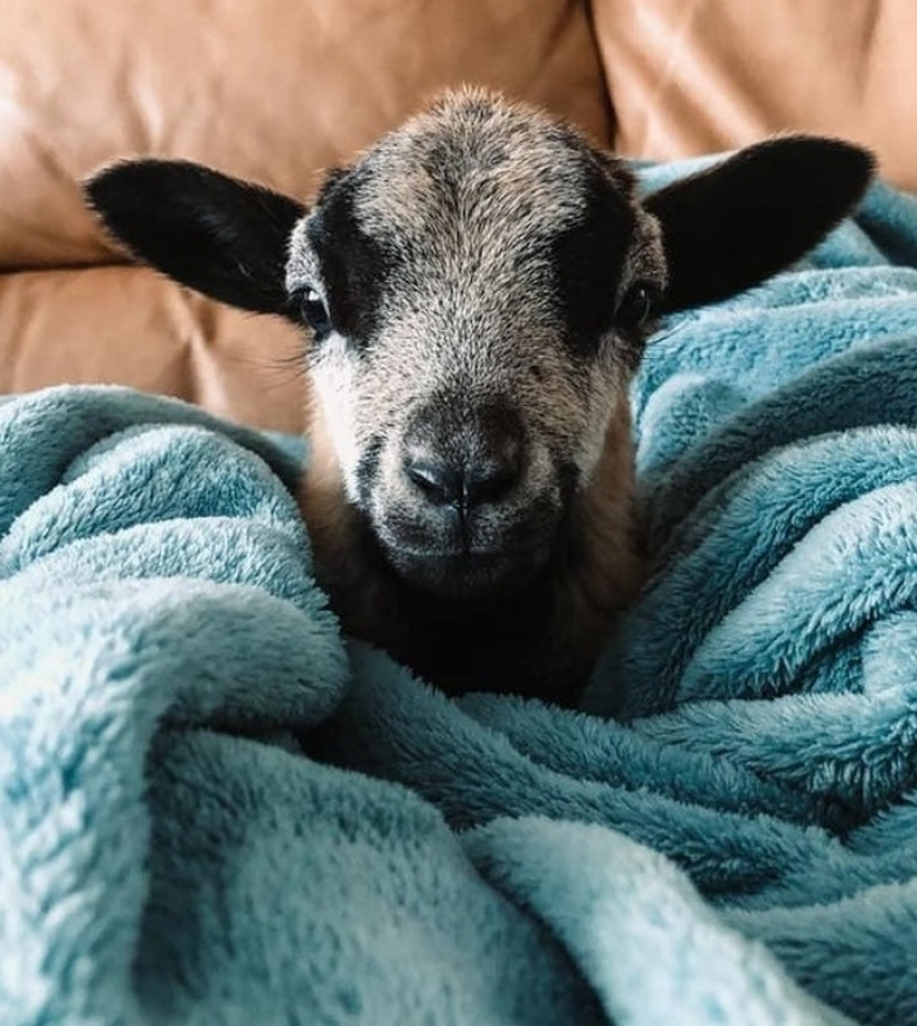 25 mullidas y lindas pruebas de que las cabras bebé pueden eclipsar a los gatitos y cachorros con su dulzura
