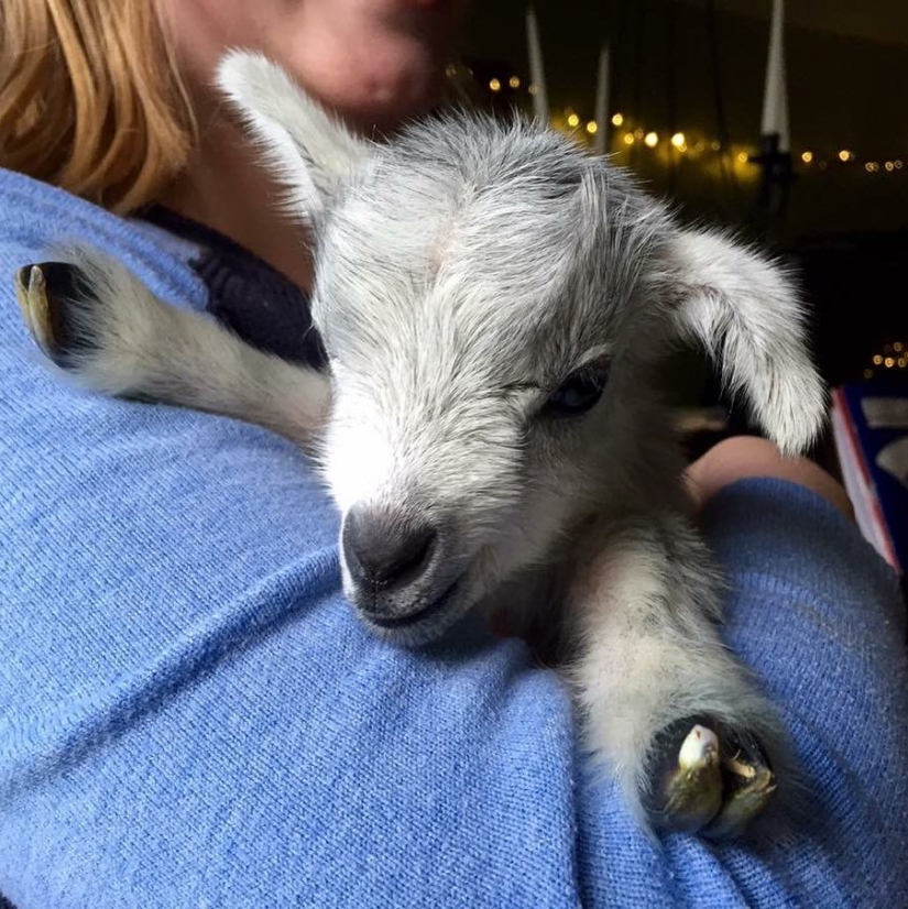 25 mullidas y lindas pruebas de que las cabras bebé pueden eclipsar a los gatitos y cachorros con su dulzura