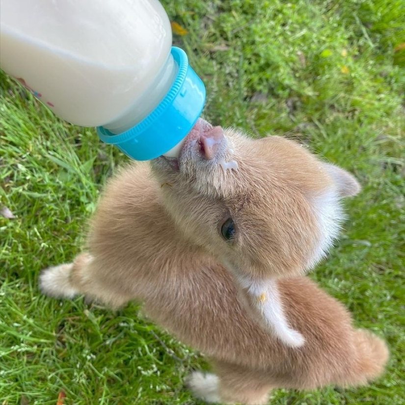 25 mullidas y lindas pruebas de que las cabras bebé pueden eclipsar a los gatitos y cachorros con su dulzura
