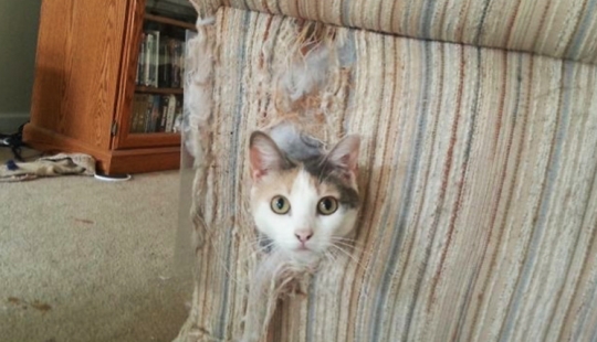 25 people who left their furry ones at home alone and bitterly regretted it