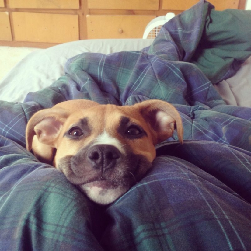 25 perros que harán de su día más feliz