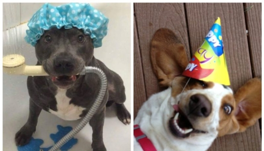 25 perros que harán de su día más feliz 25 perros que harán de su día más feliz