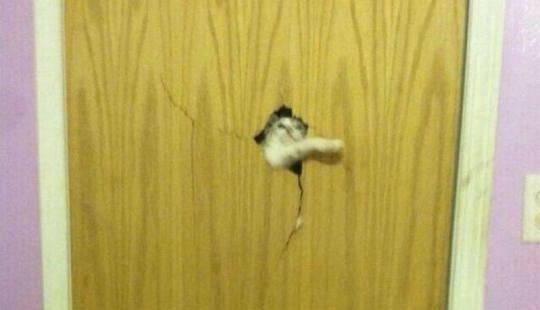 25 pets that need to get inside right now