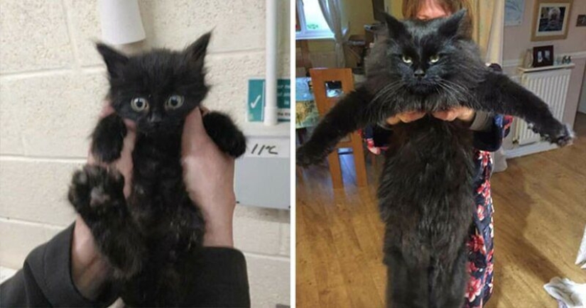 25 photos of cats before and after they were picked up from the street