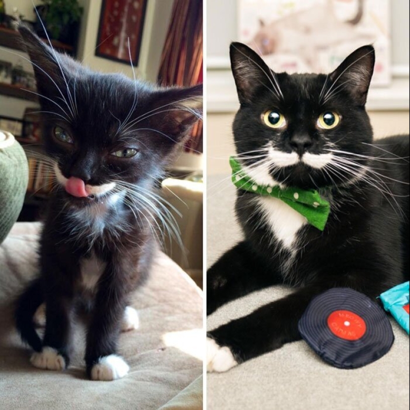 25 photos of cats before and after they were picked up from the street