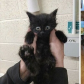 25 photos of cats before and after they were picked up from the street