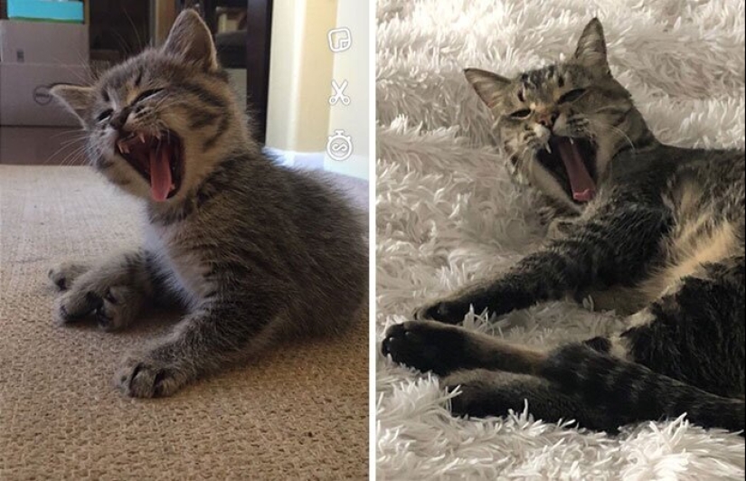 25 photos of cats before and after they were picked up from the street