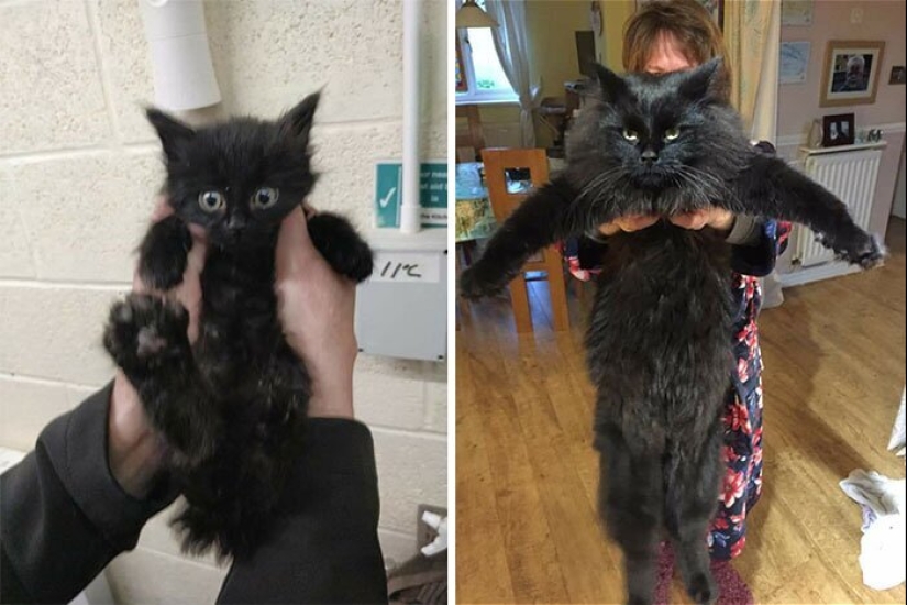 25 photos of cats before and after they were picked up from the street