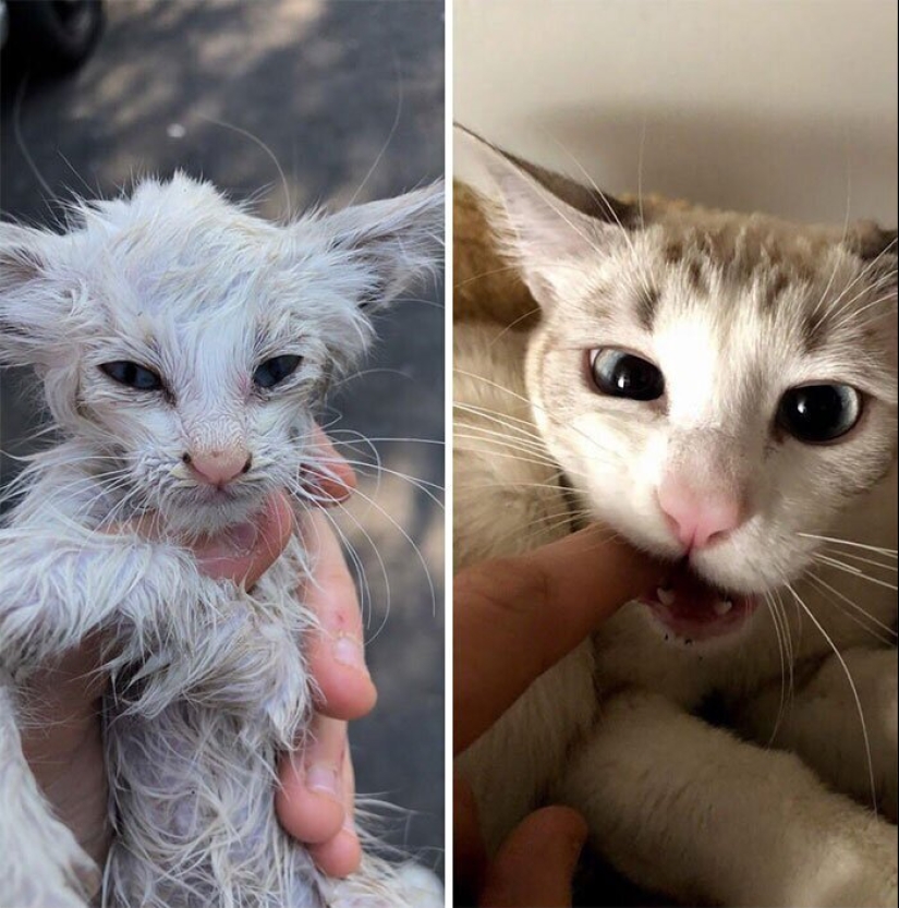 25 photos of cats before and after they were picked up from the street