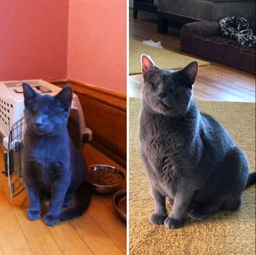 25 photos of cats before and after they were picked up from the street