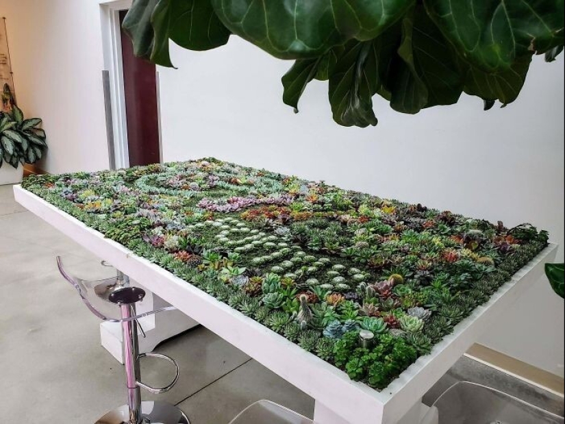 25 tables with" gardens " of succulents