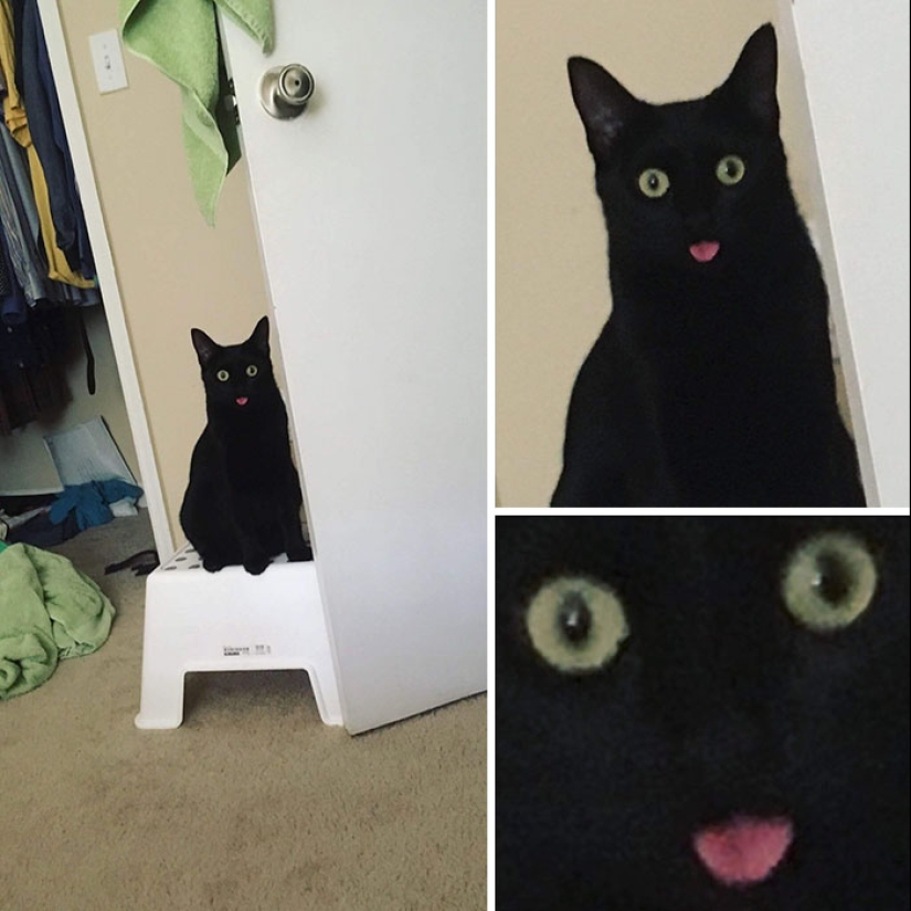 25 tocar animales que "no alimentan pan", solo deja que muestren su lengua 25 tocar animales que "no alimentan pan", solo deja que muestren su lengua