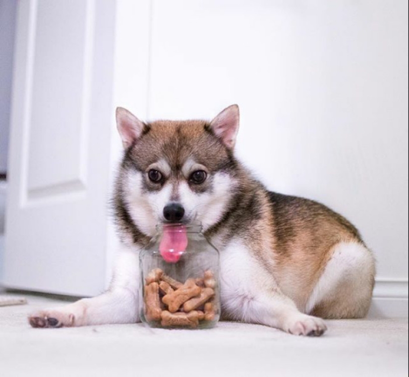 25 tocar animales que "no alimentan pan", solo deja que muestren su lengua 25 tocar animales que "no alimentan pan", solo deja que muestren su lengua