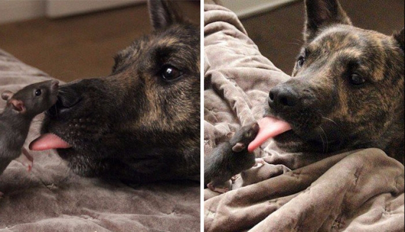 25 tocar animales que "no alimentan pan", solo deja que muestren su lengua 25 tocar animales que "no alimentan pan", solo deja que muestren su lengua