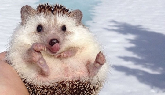 25 tocar animales que "no alimentan pan", solo deja que muestren su lengua 25 tocar animales que "no alimentan pan", solo deja que muestren su lengua