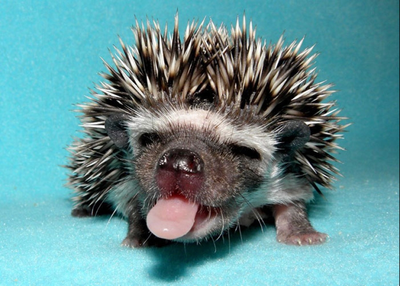 25 tocar animales que "no alimentan pan", solo deja que muestren su lengua 25 tocar animales que "no alimentan pan", solo deja que muestren su lengua