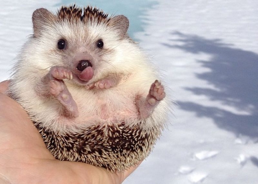 25 touching animals that "don't feed bread", just let them show their tongue 25 touching animals that "don't feed bread", just let them show their tongue