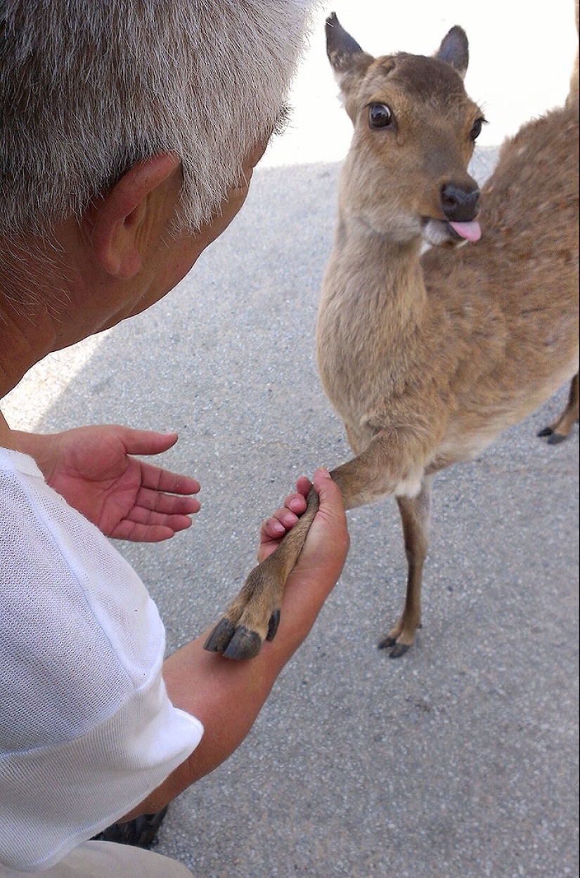 25 touching animals that "don't feed bread", just let them show their tongue 25 touching animals that "don't feed bread", just let them show their tongue