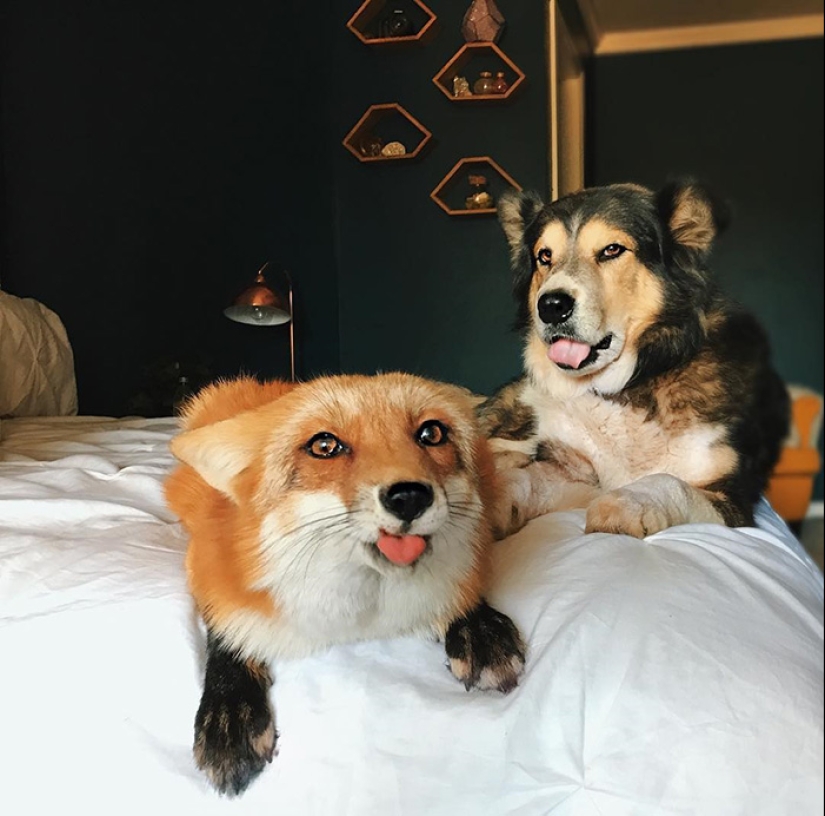 25 touching animals that "don't feed bread", just let them show their tongue 25 touching animals that "don't feed bread", just let them show their tongue