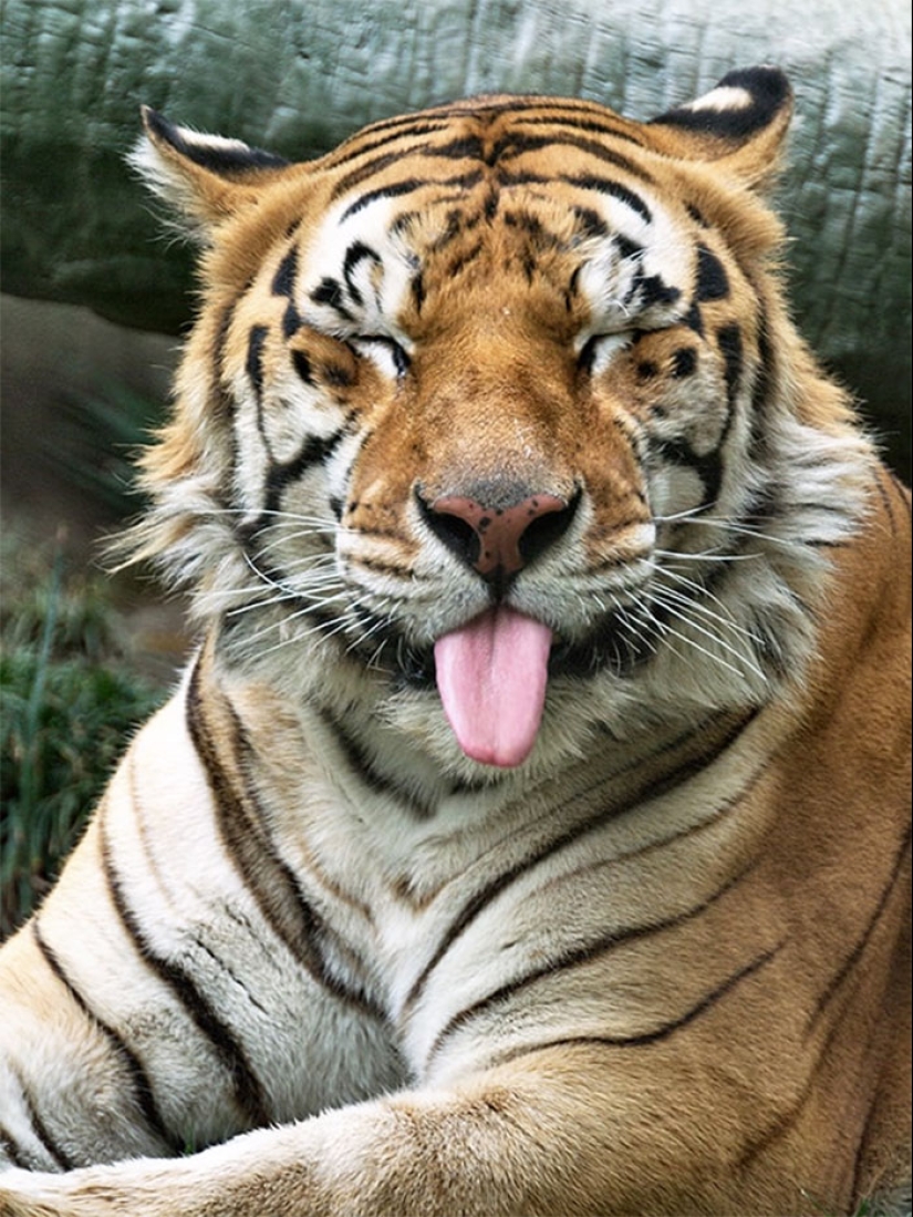 25 touching animals that "don't feed bread", just let them show their tongue 25 touching animals that "don't feed bread", just let them show their tongue