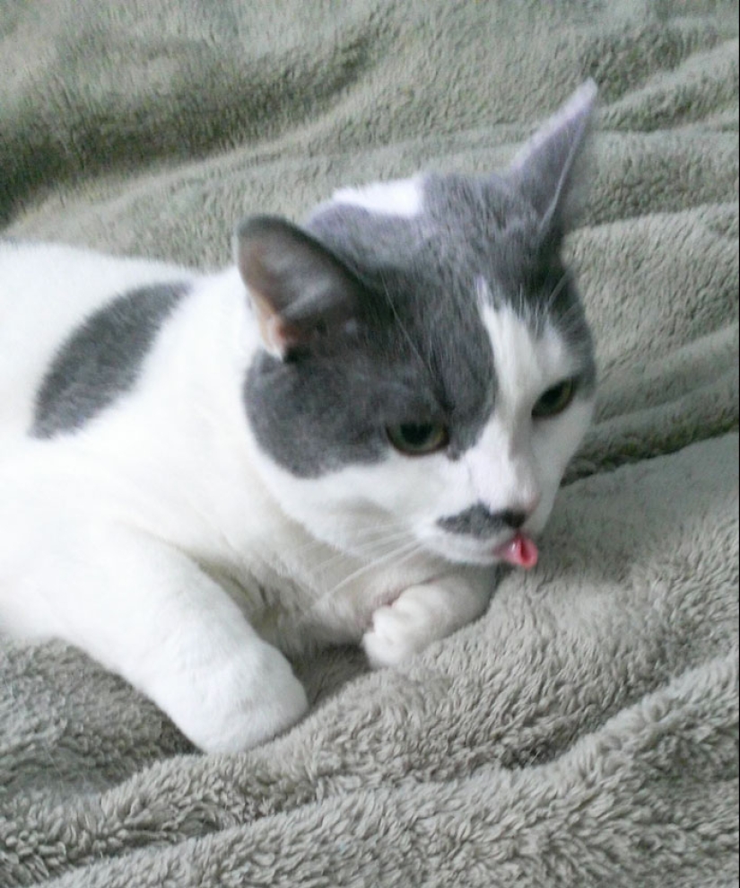 25 touching animals that "don't feed bread", just let them show their tongue 25 touching animals that "don't feed bread", just let them show their tongue