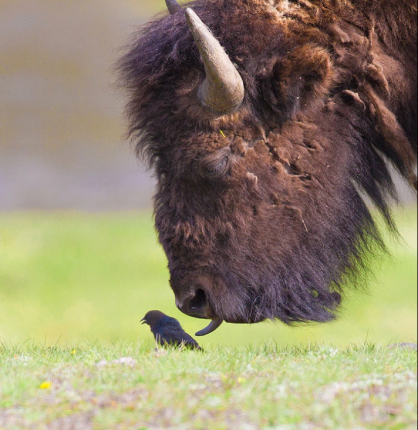 25 touching animals that "don't feed bread", just let them show their tongue 25 touching animals that "don't feed bread", just let them show their tongue
