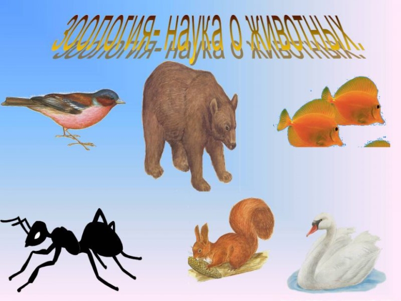 25 uporotyh slides that will spoil even the best presentation