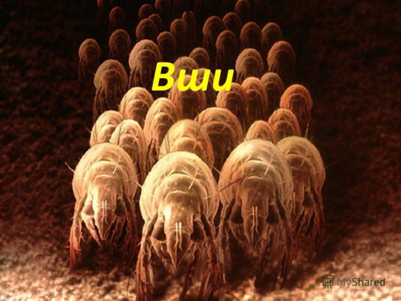 25 uporotyh slides that will spoil even the best presentation