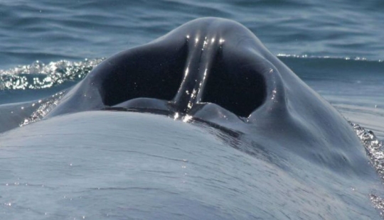 26 fotos raras muestran cosas familiares desde un ángulo desconocido para nosotros