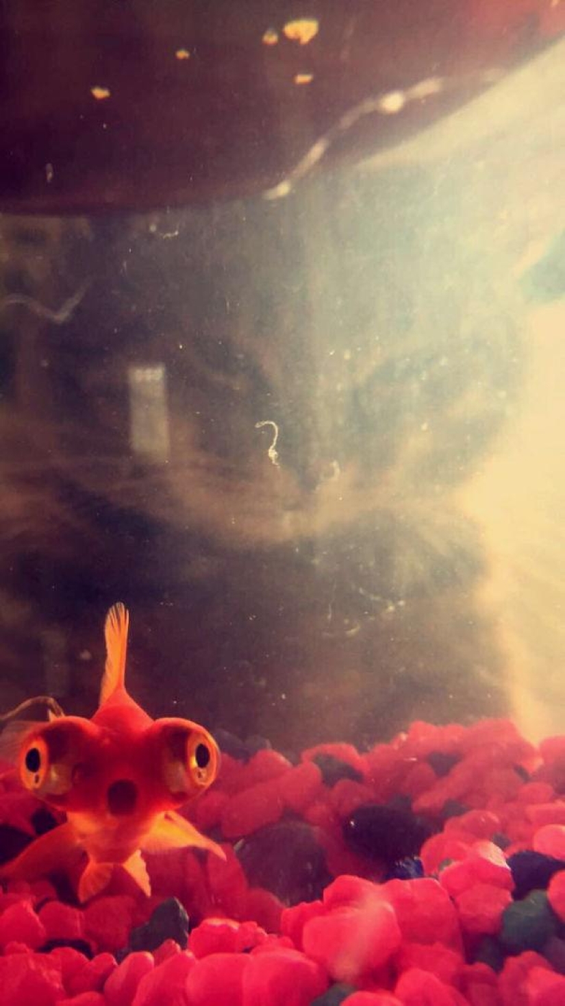 26 photos where the background is much funnier than the front 26 photos where the background is much funnier than the front