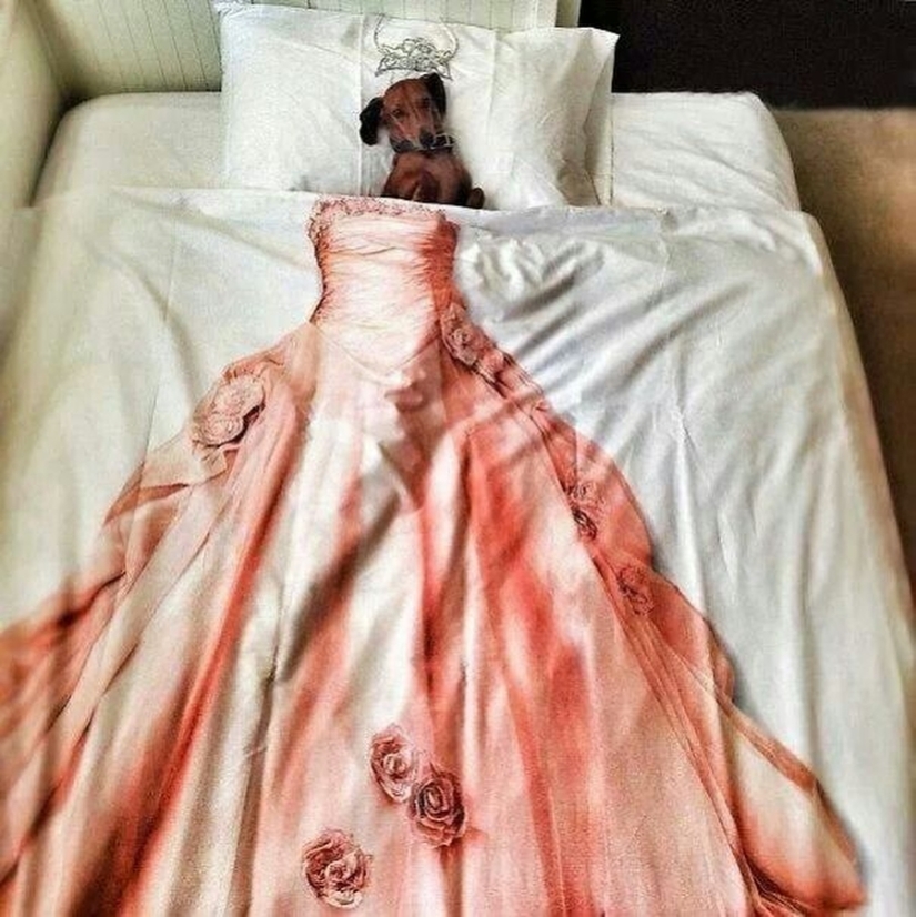 27 dogs who sleep in your bed — because I can!