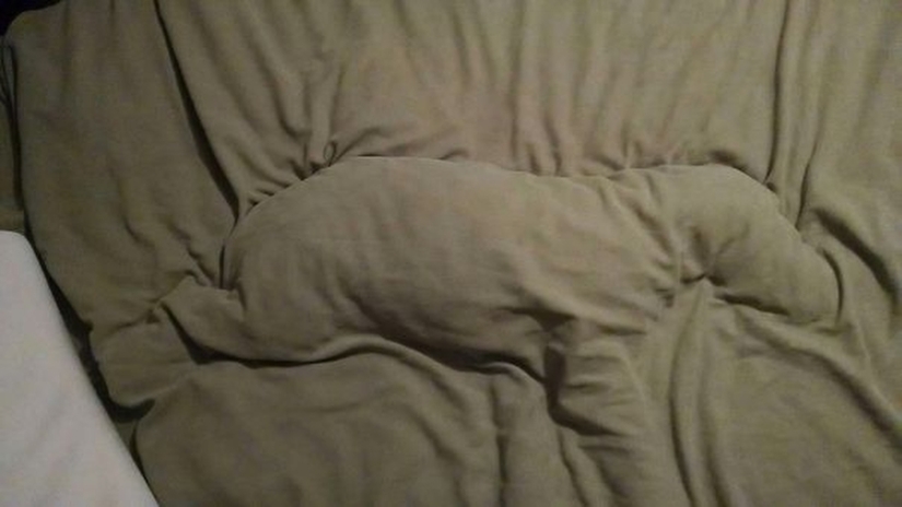27 dogs who sleep in your bed — because I can!