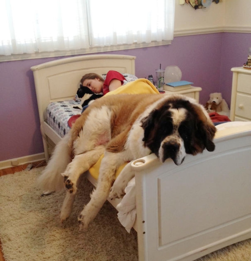 27 perros que duermen en su cama — porque puedo!