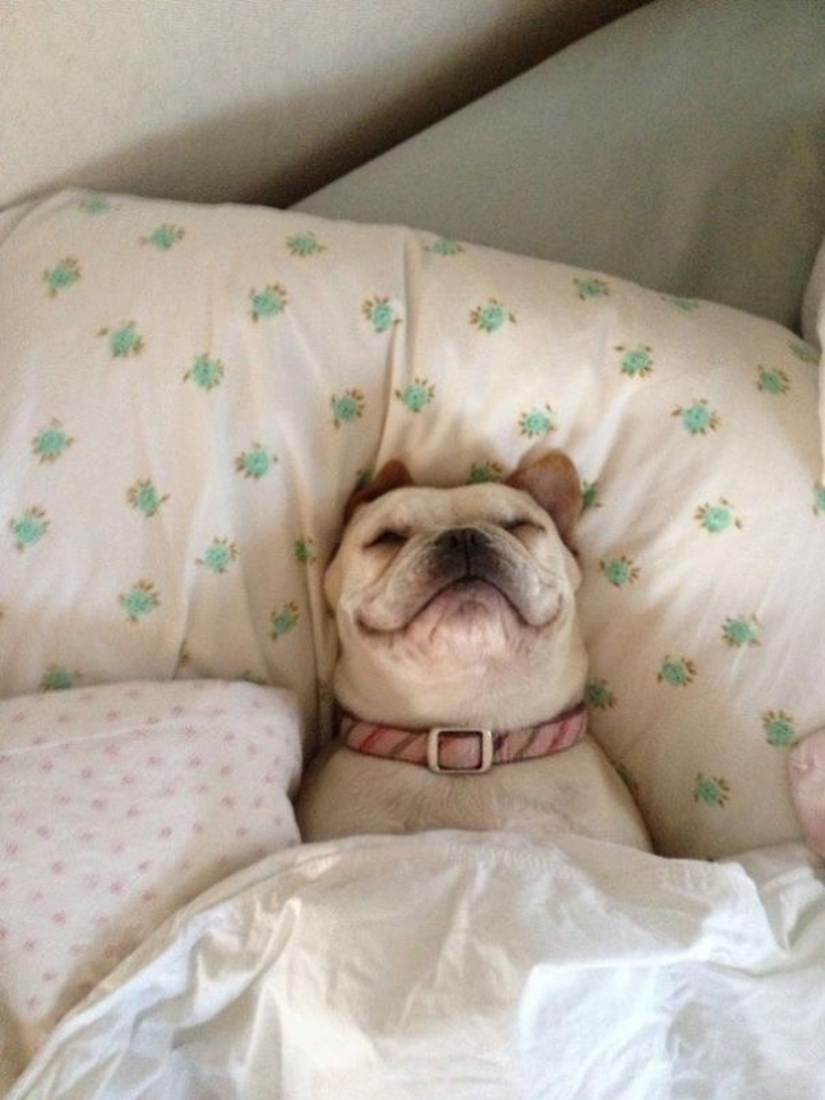 27 perros que duermen en su cama — porque puedo!