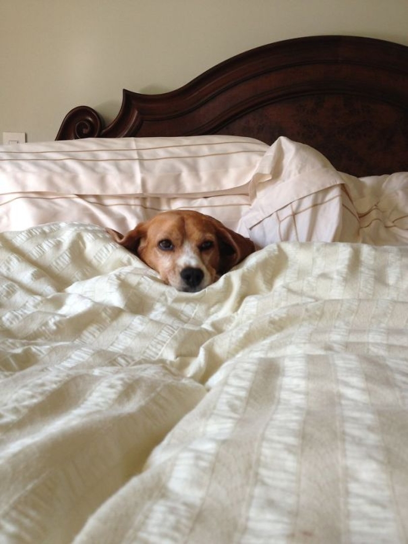 27 perros que duermen en su cama — porque puedo!