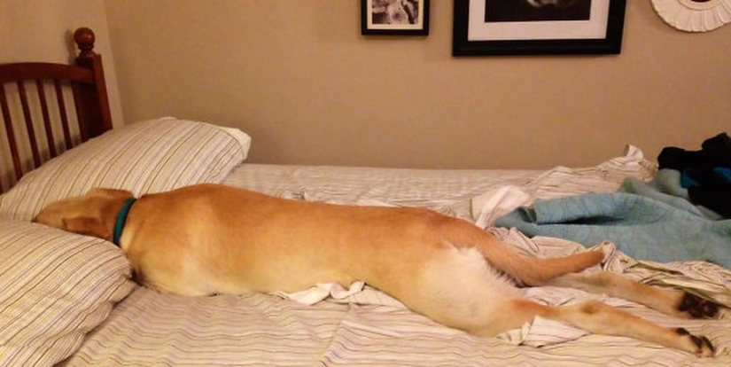 27 perros que duermen en su cama — porque puedo!
