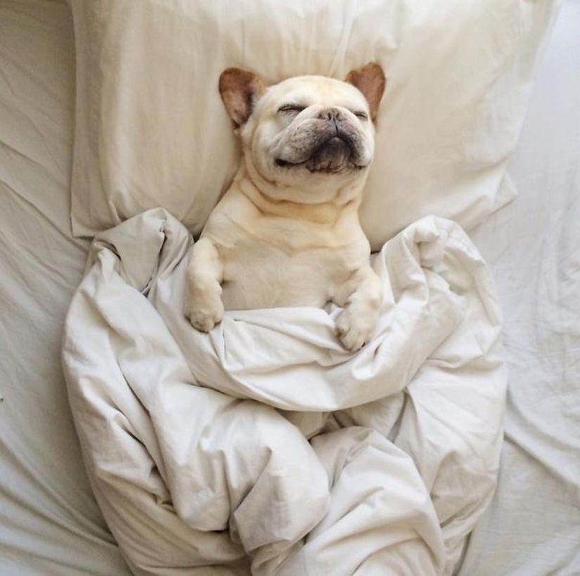 27 perros que duermen en su cama — porque puedo!