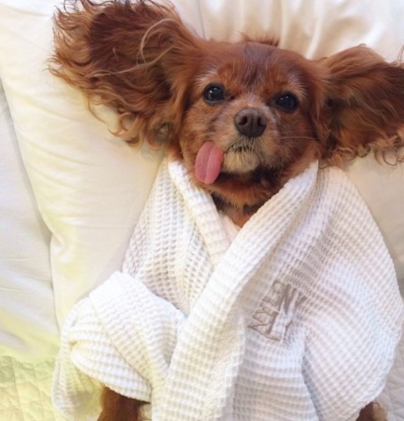 27 perros que duermen en su cama — porque puedo!