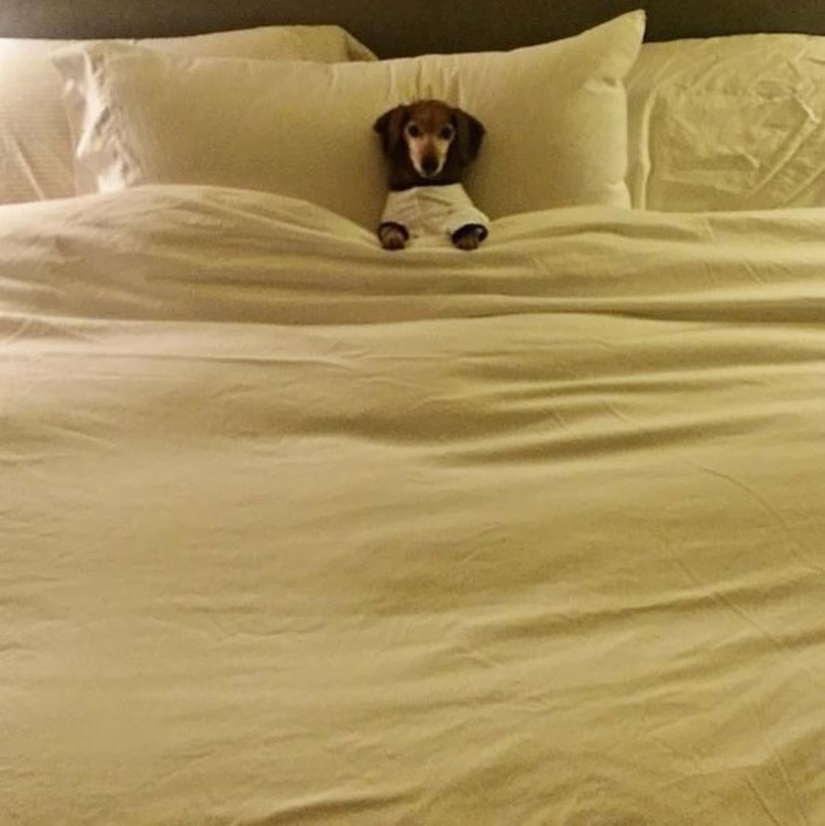 27 perros que duermen en su cama — porque puedo!