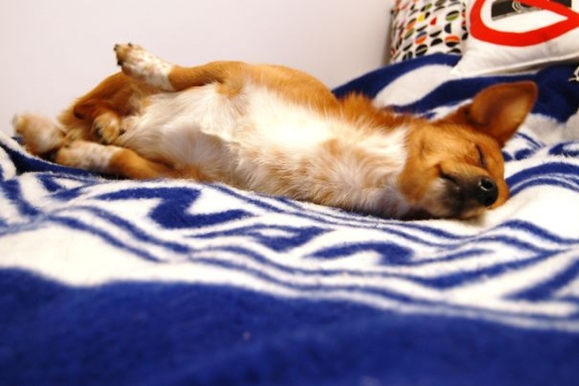 27 perros que duermen en su cama — porque puedo!