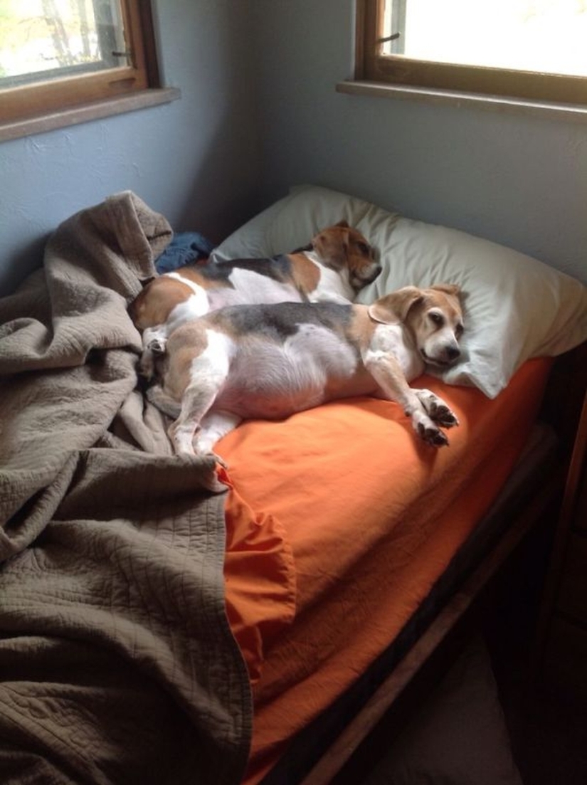 27 perros que duermen en su cama — porque puedo!