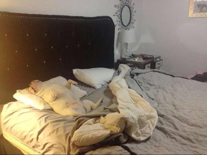 27 perros que duermen en su cama — porque puedo!