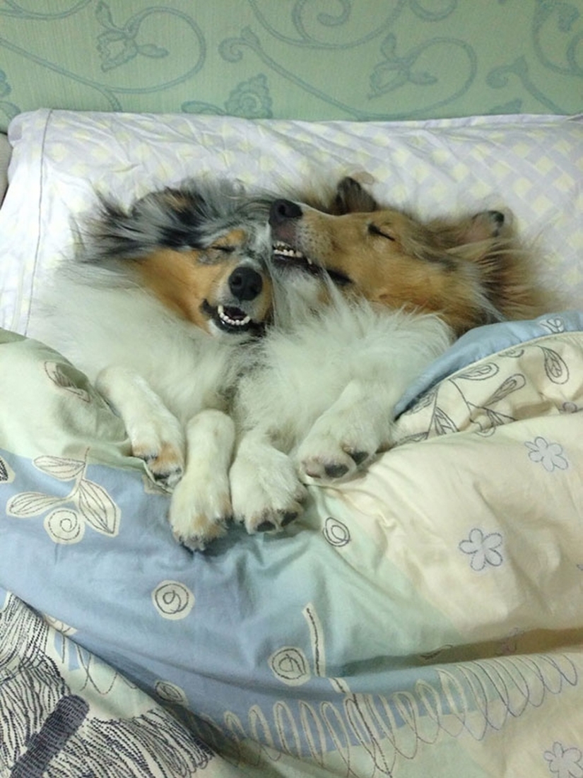 27 perros que duermen en su cama — porque puedo!