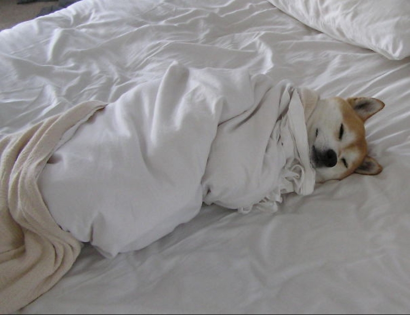 27 perros que duermen en su cama — porque puedo!