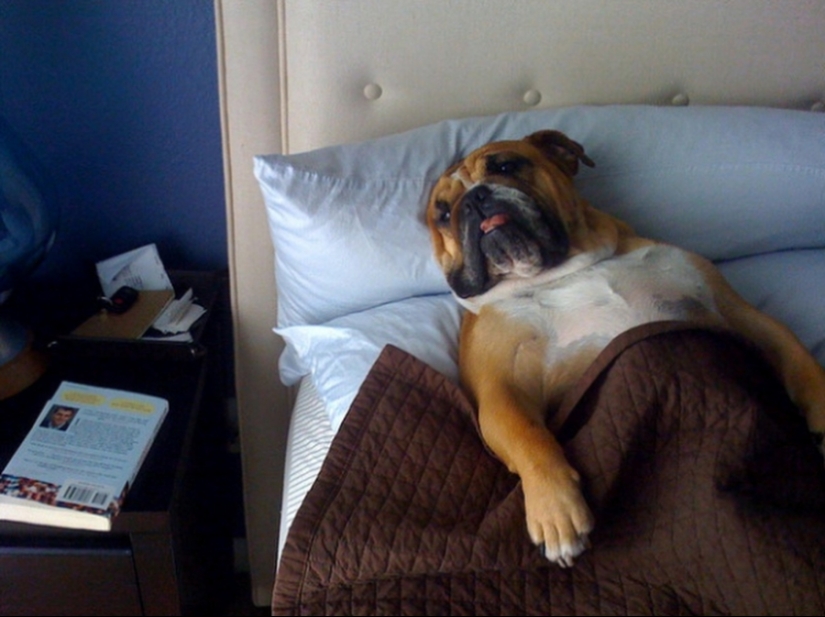 27 perros que duermen en su cama — porque puedo!