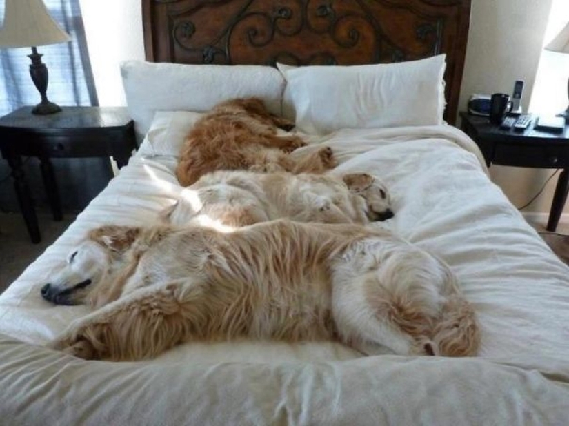 27 perros que duermen en su cama — porque puedo!