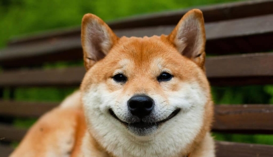 27 razones por las que los perros Shiba Inu son los mejores 27 razones por las que los perros Shiba Inu son los mejores