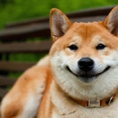 27 reasons why Shiba Inu dogs are the best